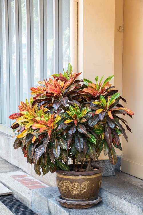 Bushy Croton on the Stairs