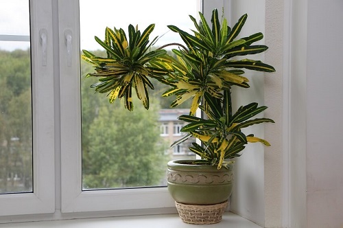 In a Pot Near a Windowsill
