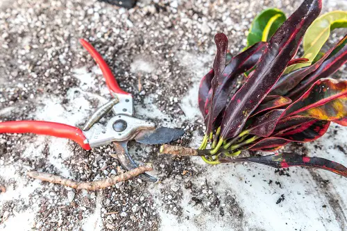 stem cutting Ways to Propagate Croton Easily