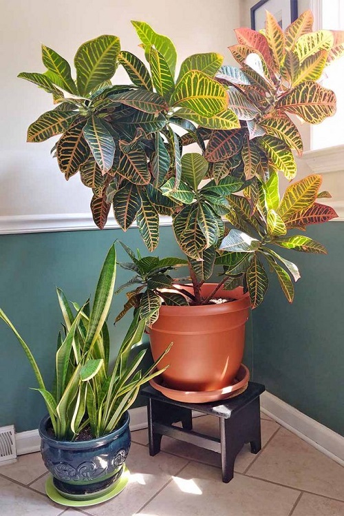 Pair with a Snake Plant Near the Window