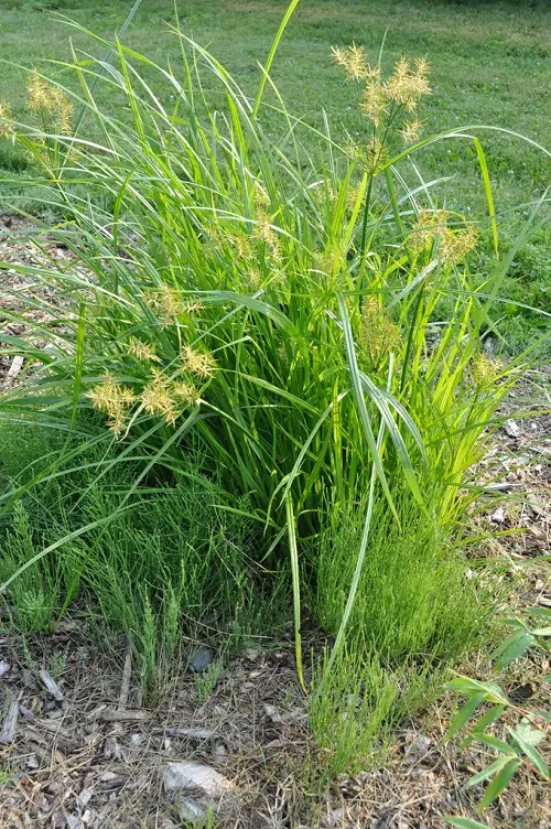  Common Yellow Weeds 