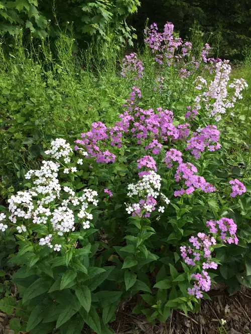 Amazing Plants Invasive Remove Them Right Away If You See Them.