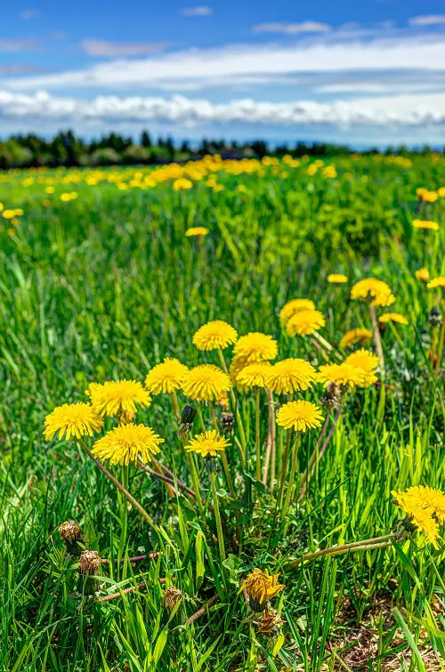best Common Yellow Weeds