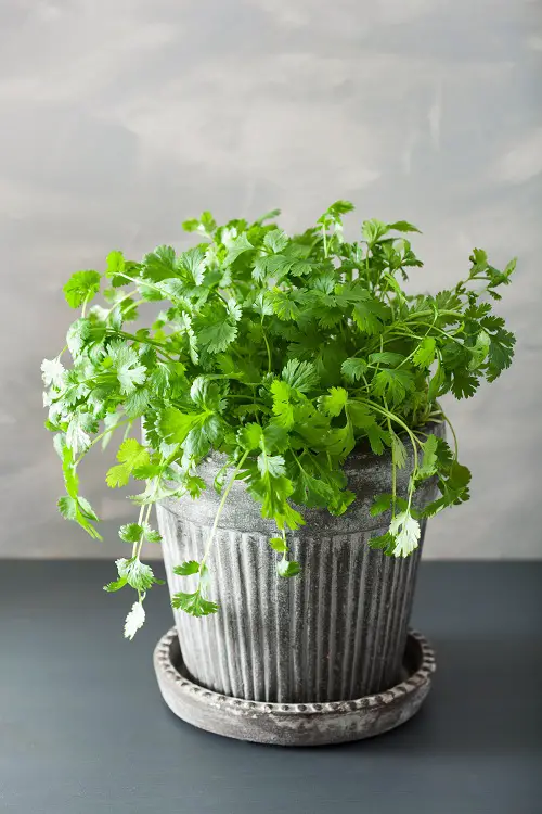 Thai Herbs indoor