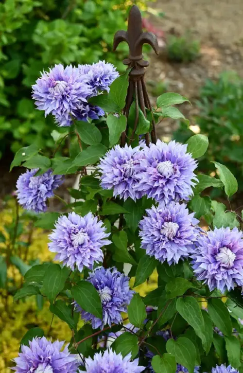 Best Clematis With Blue Flowers