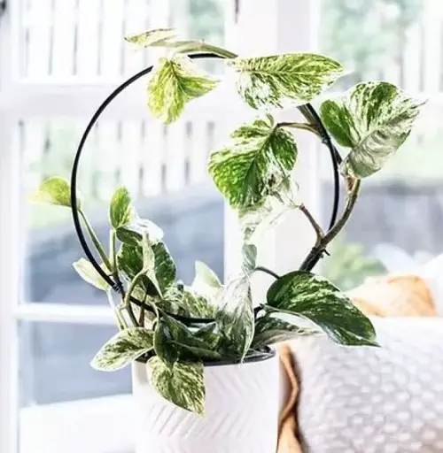 . Hoop Trellis for Indoor Plants