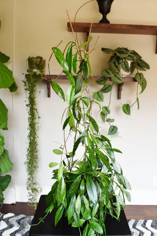 Support for Vining Specimens