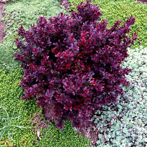 Plants That Can Resist Deer