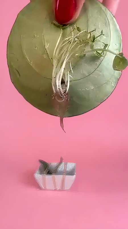 New Growth