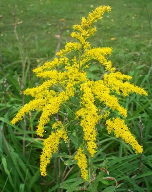 State Flower of Kentucky