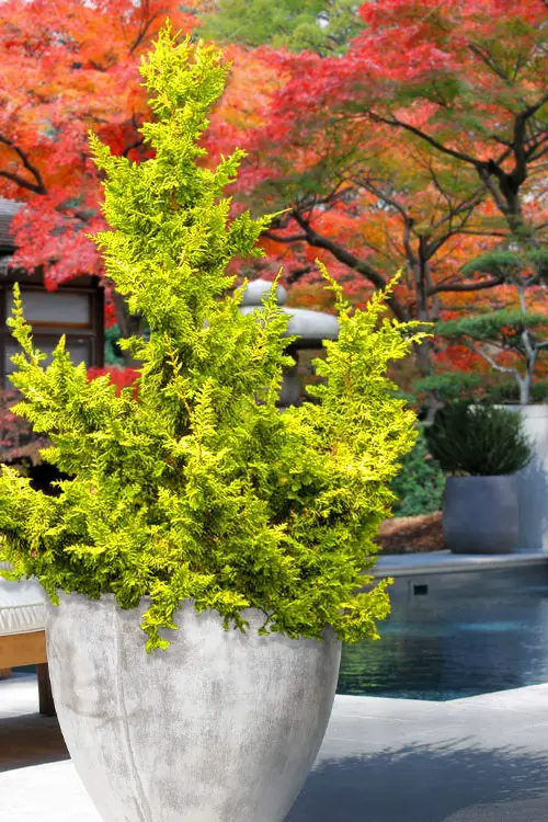 Breathtaking Trees with Yellow Foliage
