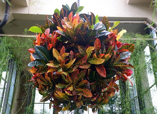 Gorgeous Hanging Croton