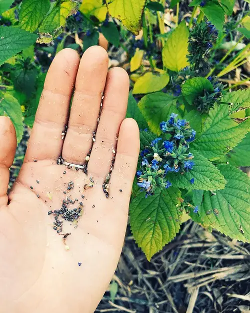 Harvesting Chia Seeds