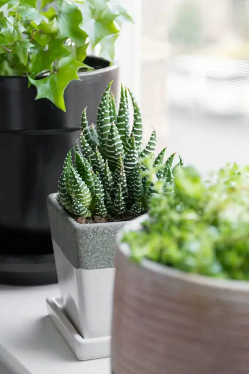 Do Haworthias Flower | What to Do With Blooming Haworthia 3