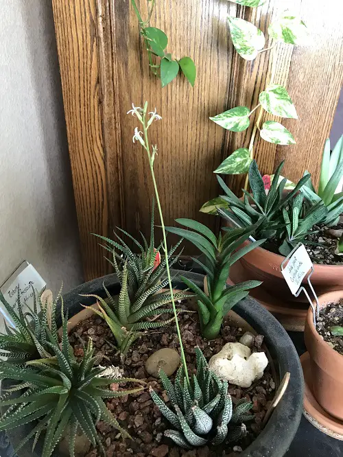 Haworthia Flower Appearance