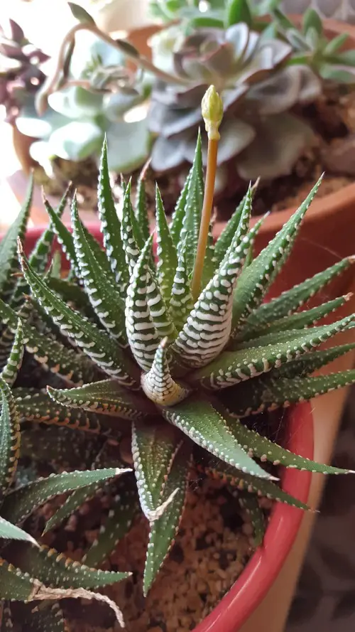 How Do You get Haworthias to Bloom