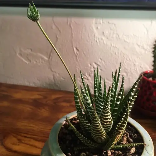 Do Haworthias Flower | What to Do With Blooming Haworthia