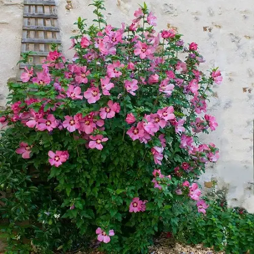 Bushes with Pink Flowers in garden
