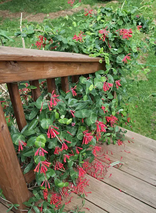 top Orange-flowering vines and climbers that are the best