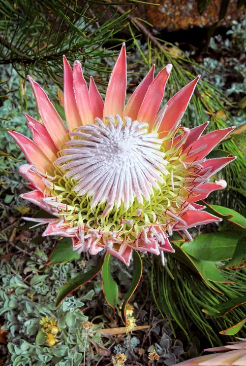 Plants that Grow Big and Huge Flowers