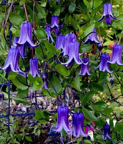 beautiful Vines with Blue Flowers