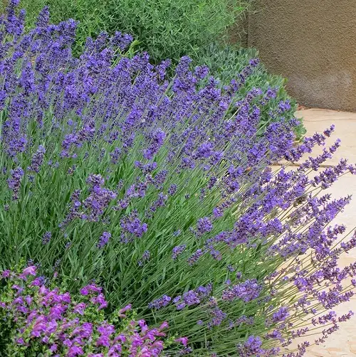 Types of Lavender in rock garden