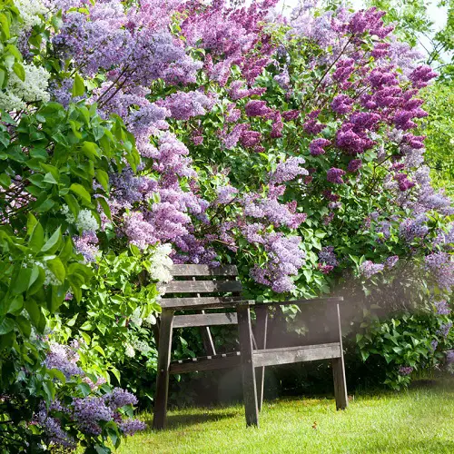 Greatest Privacy Plants That Make the Ideal Outdoor Screen
