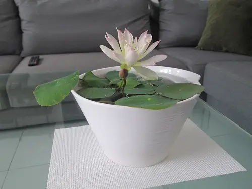 Miniature Lotus and Water Lilies are Perfect for Growing in Small Containers Filled with Water