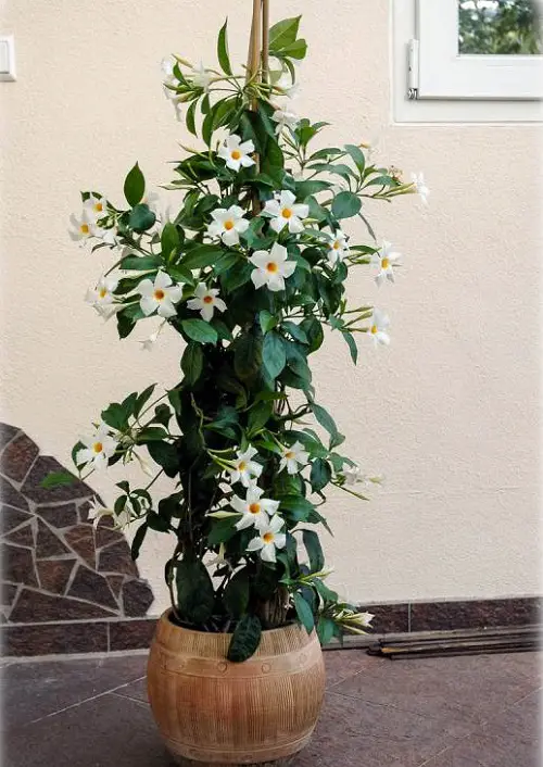 Vines with White Flowers 17