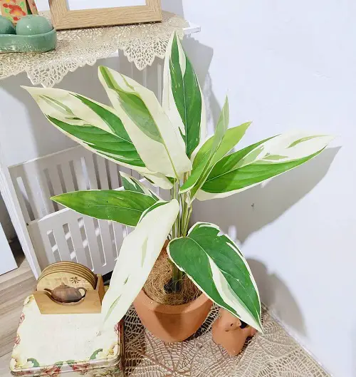 The Most Gorgeous Prayer Plant Types