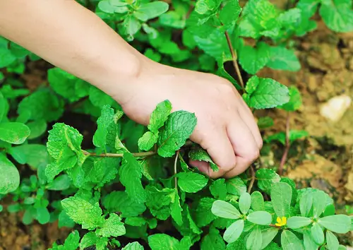 Herbs You Can Easily Grow from Cuttings in your garden