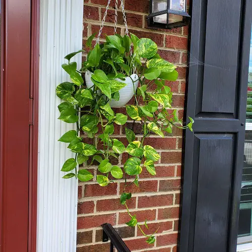 top Plants for Front Doors Depending on the Culture