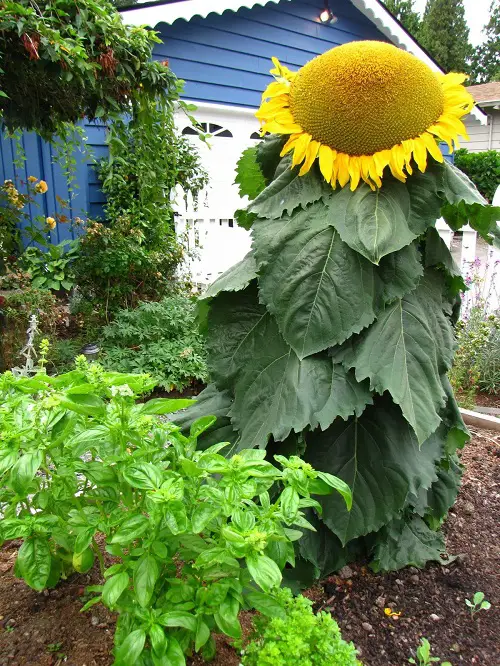 beautiful Plants that Grow Big and Huge Flowers
