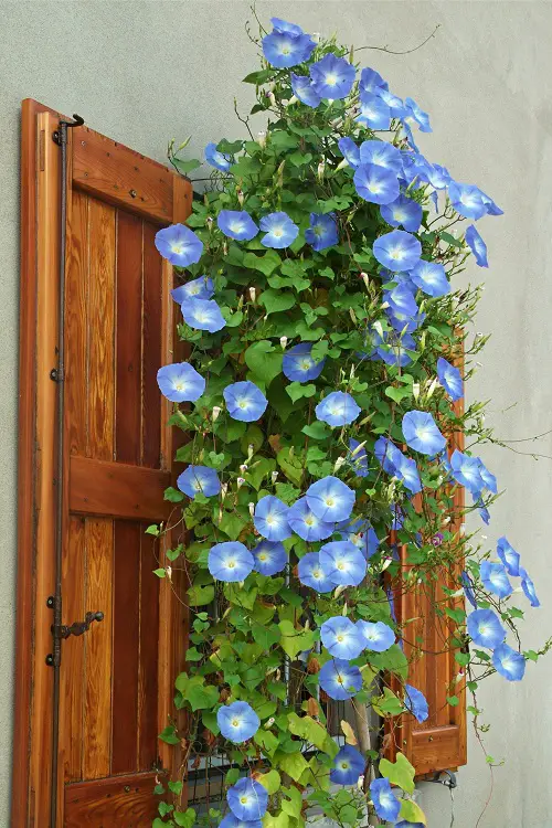 top Vines with Blue Flowers