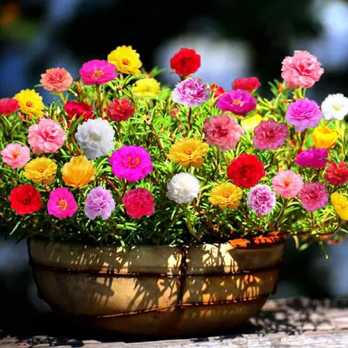 beautiful Flowers that Don't Need a Lot of Water 5