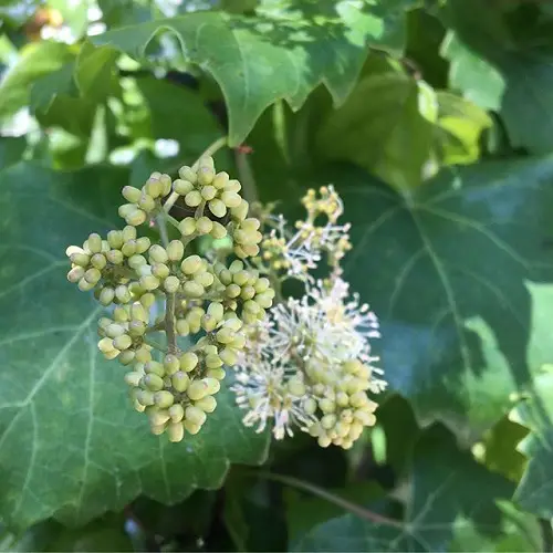 Vines with White Flowers 9