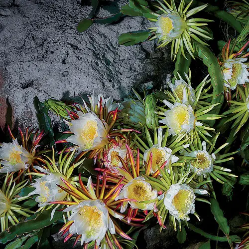 Plants that Produce Massive Blossoms