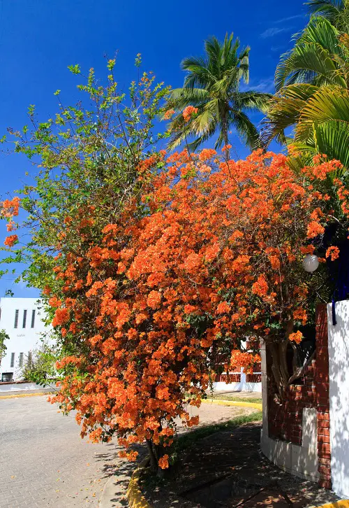 The Greatest Orange-Flowered Climbers and Vines