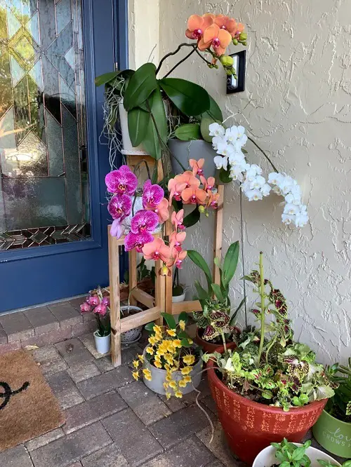 orchid Plants for Front Door According to Various Cultures