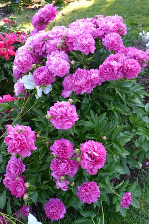 In the garden, bushes with pink flowers