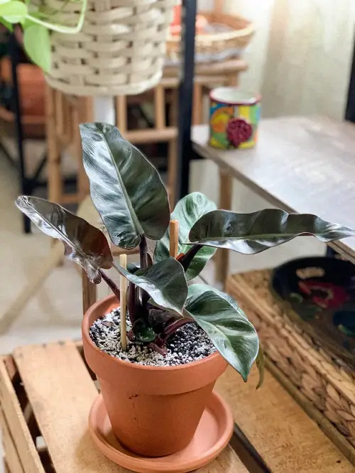 Philodendron Black Cardinal Care