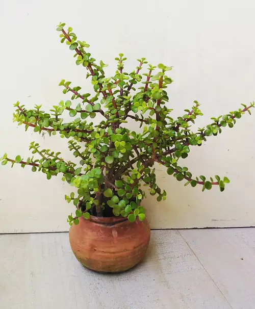 best Plants That Never Die Even If You Try to Kill Them 