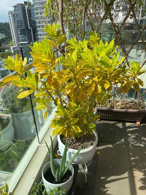 Beautiful Potted Croton on a Balcony