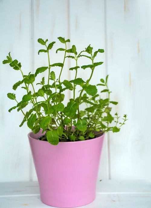 Amazing Native European Plants
