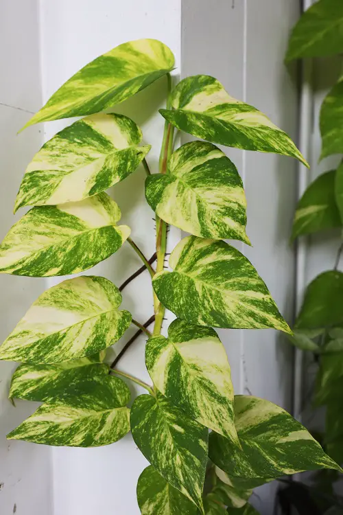 Vines with Heart Shaped Leaves
