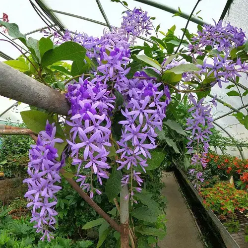 Blue-flowering vines
