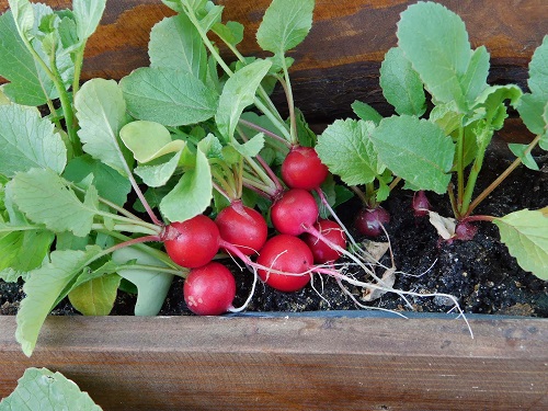 Container Gardening Vegetables to Plant in Late Summer