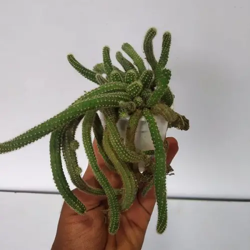 Cute Little Indoor Plants