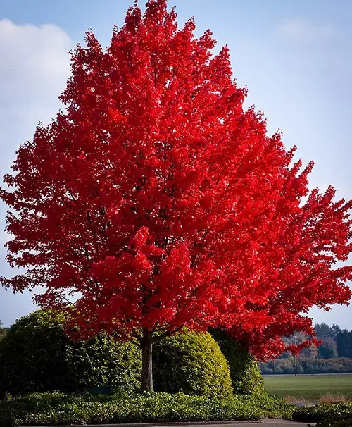 Rhode Island State Tree Growing Requirements