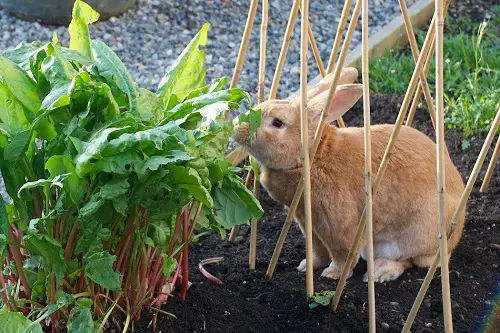 Shocking Gardening Ideas You Should Try Once